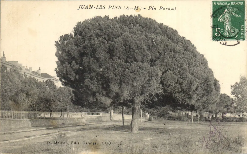 Juan-les-Pins (A.-M.) - Pinheiro de Sol — Lib. Maillan, Edit. Cannes, 883 - Frente