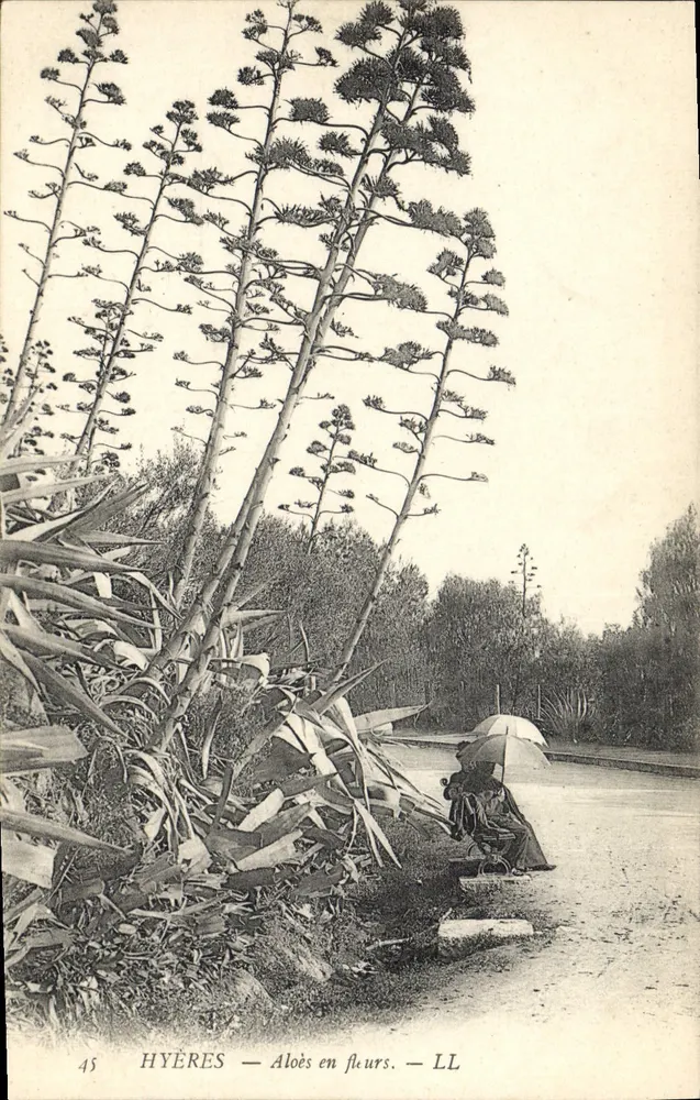 Hyères — Aloe em flor — LL - Frente