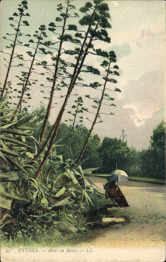 Hyères — Aloés em Flor — LL. - Frente