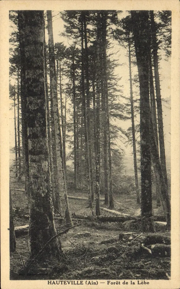 Hauteville (Ain) — Floresta da Lèbe - Frente