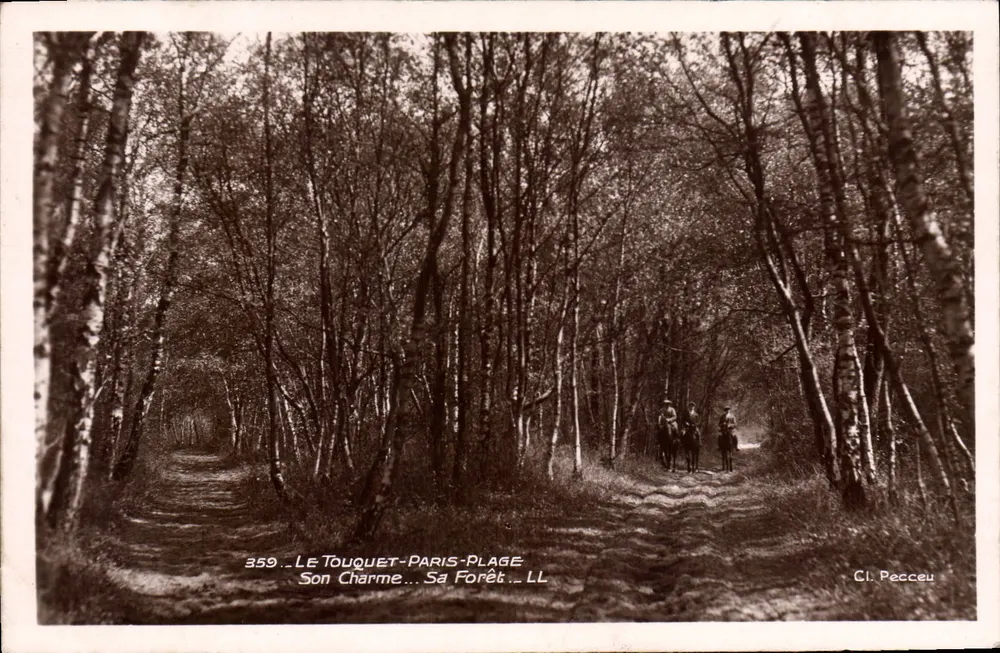 Le Touquet-Paris-Plage — Forêt de charmes — Cl. Pecceu, n° 359 - Recto