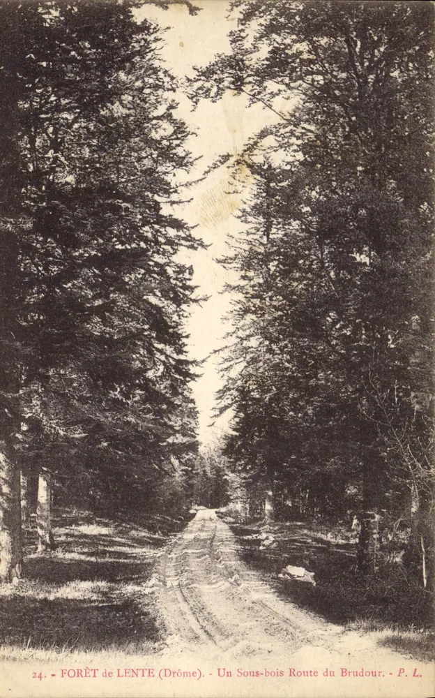 Forêt de Lente (Drôme) — Ein Unterholz Route du Brudour — P. L. - Vorderseite