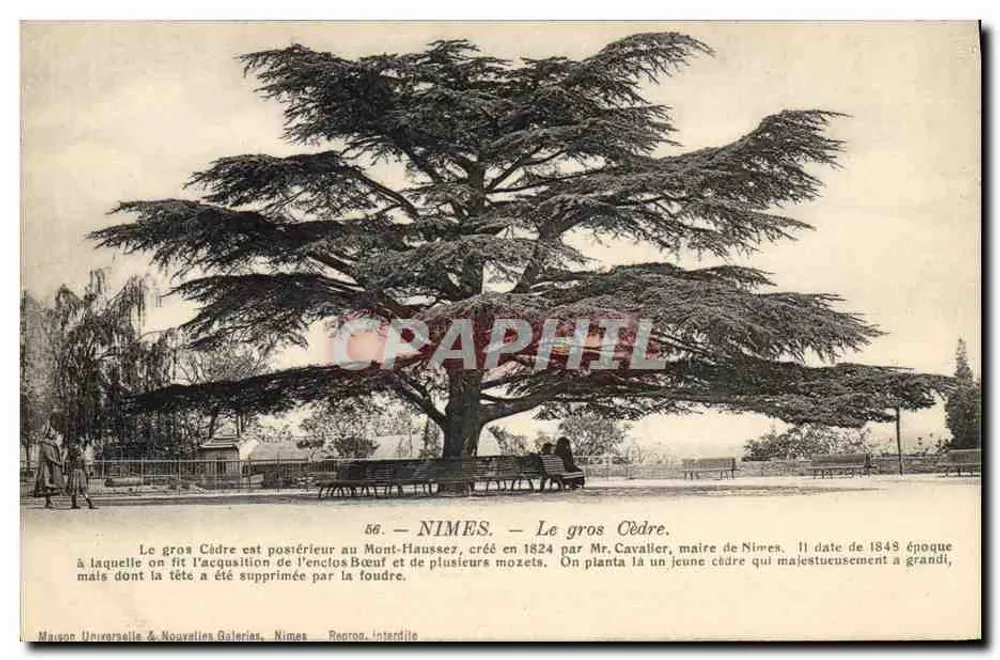 Nîmes — O grande Cedro — Maison Universelle & Nouvelles Galeries, Nîmes - Frente