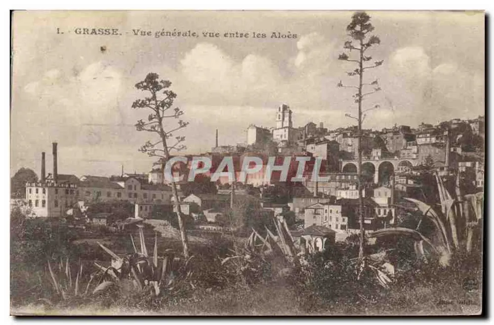 Grasse - Allgemeiner Blick, Blick zwischen den Aloen - Vorderseite