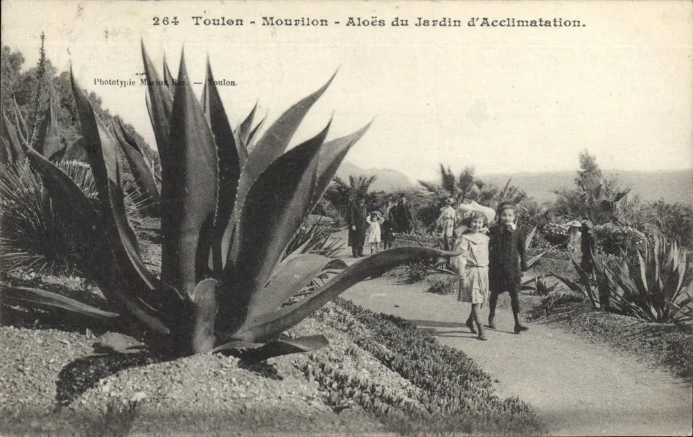 Toulon - Mourilon - Aloès im Acclimatationsgarten — Phototypie Marina Par. — n° 264 - Vorderseite