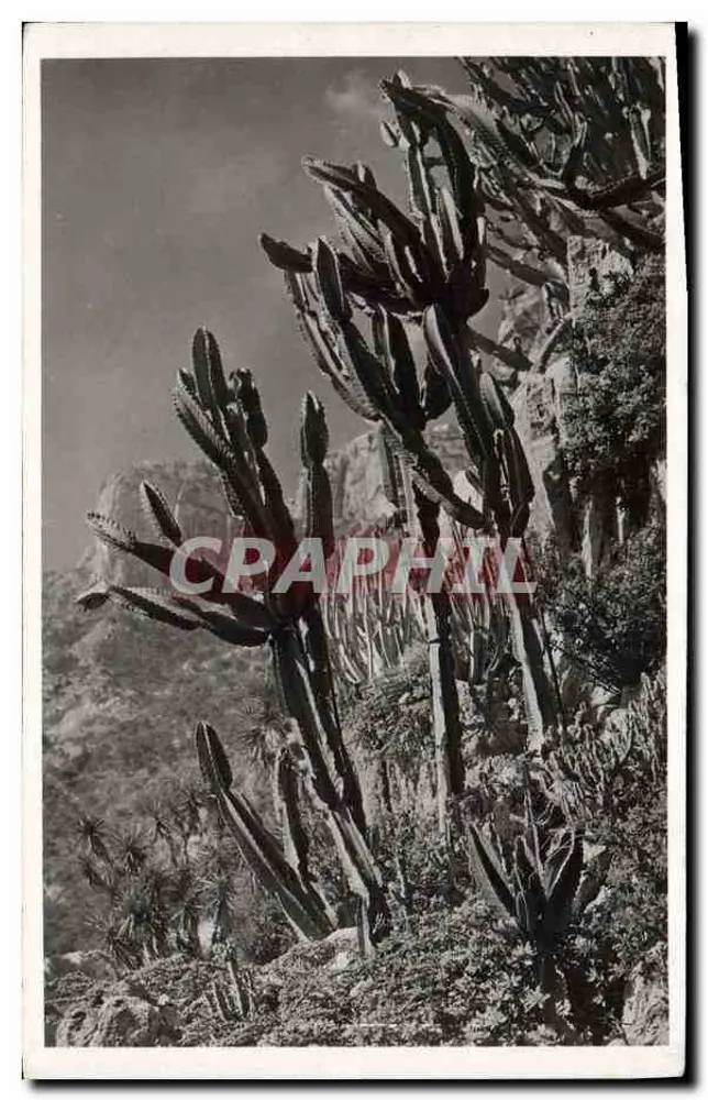Jardin Exotique de Monaco — Euphorbia Neutra und andere — Edition Monaco - Vorderseite