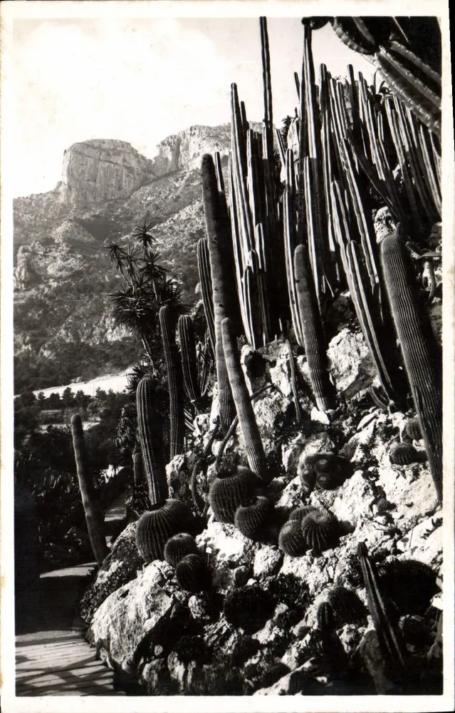 Monaco — Die exotischen Gärten — Echinocactus und Cereus-Varianten - Vorderseite