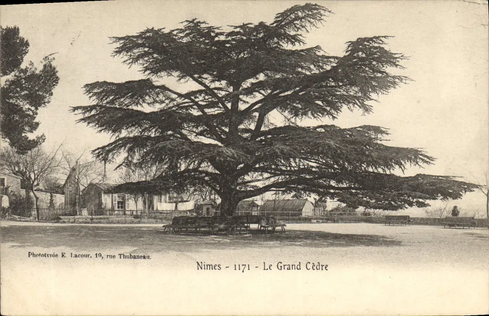 Nîmes - O Grande Cedro — Fototipia E. Lacour, 19, rue Thubaneau - Frente