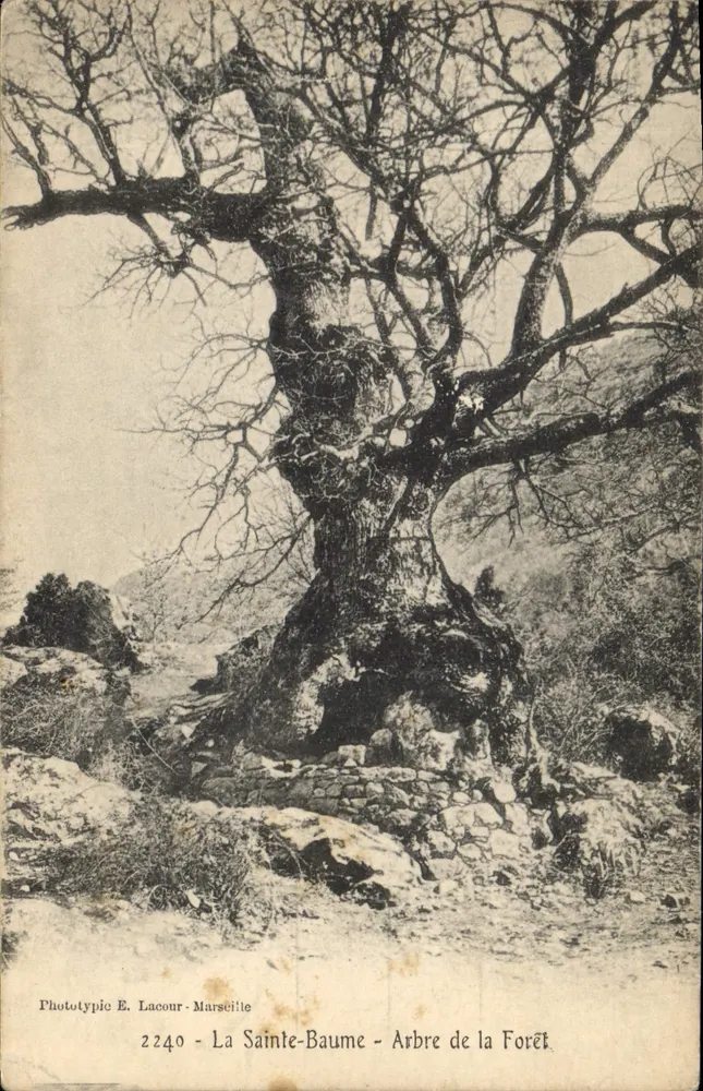 생트바움 — 숲의 나무 — Phototypic E. Lacour - 마르세유, 번호 2240 - 앞면