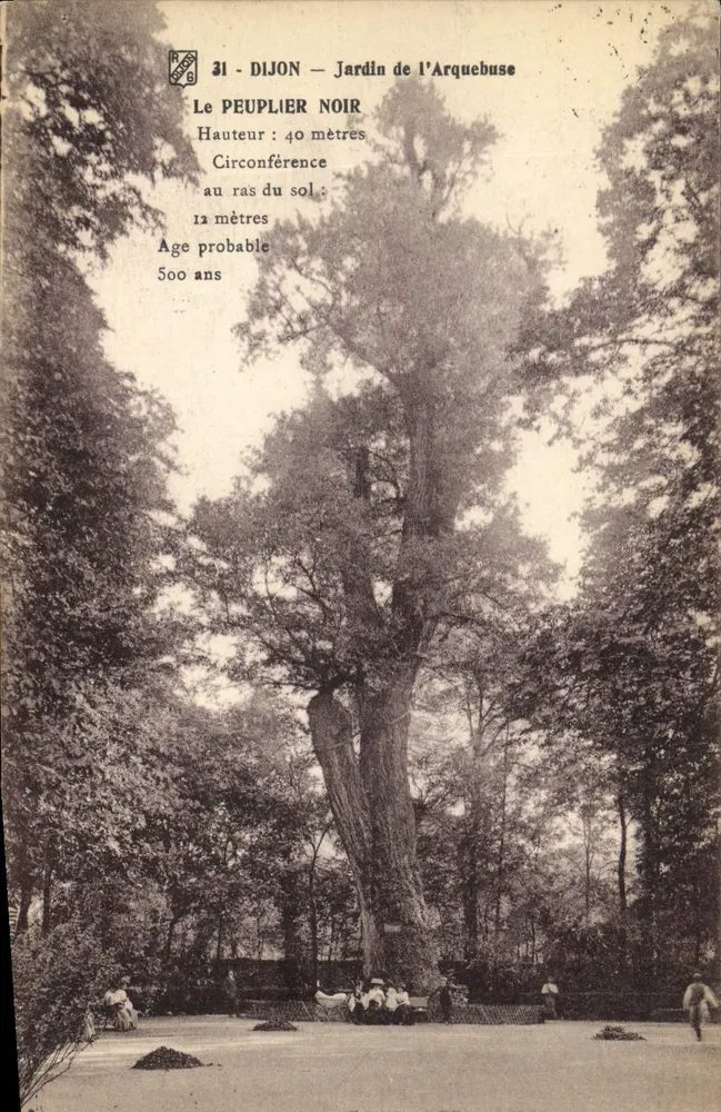 Dijon — Jardin de l'Arquebuse — Le Peuplier Noir - Vorderseite