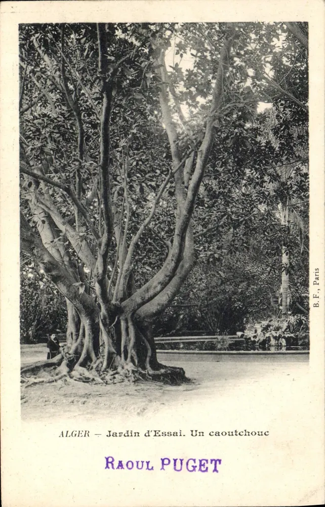 Algier — Jardin d'Essai. Ein Kautschukbaum — Raoul Puget, B.F., Paris - Vorderseite