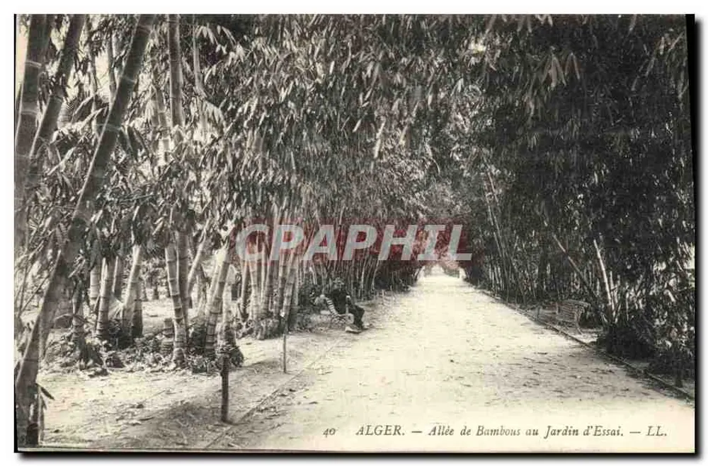 Algier - Bambusallee im Versuchsgarten — LL. n°40 - Vorderseite