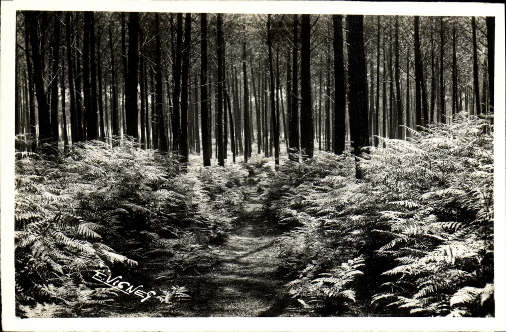 Weg durch den Wald — Au Soleil des Landes — Verlag E. Vignes, Nr. 22 - Vorderseite