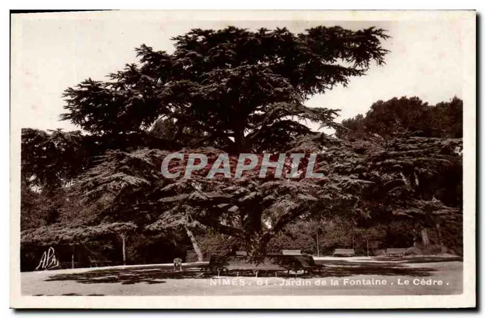 Nîmes - Jardin de la Fontaine - Le Cèdre - Vorderseite