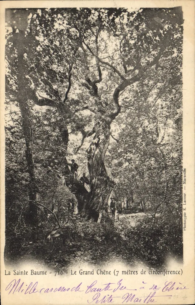 La Sainte Baume - Der große Eiche (7 Meter Umfang) — Phototypie E. Lacour — Marseille - Vorderseite