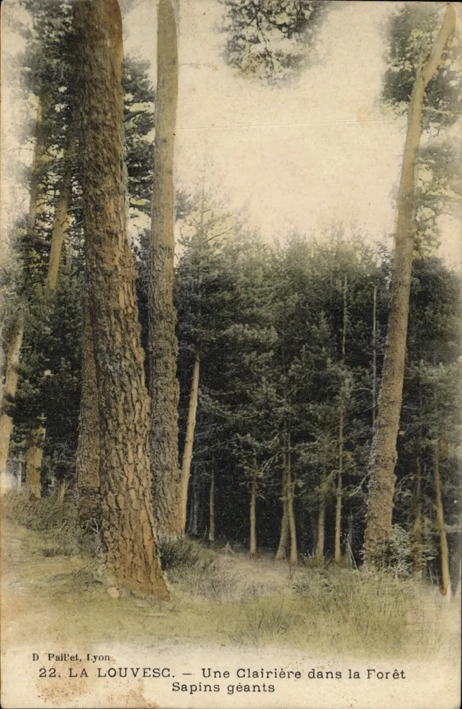 LA LOUVESC. — Ein Lichtung in der Wald der Riesenfichten — D. Paillet, Lyon, n°22 - Vorderseite
