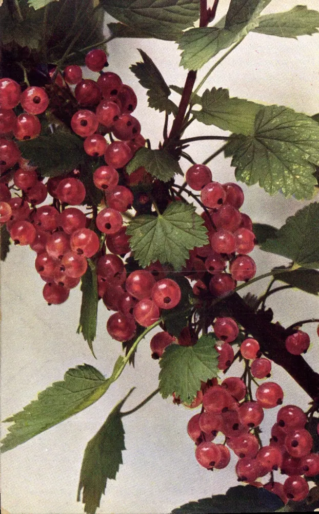 Rode druiven — botanische illustratie — Nauturphen-Phot. Ser. n° Fräbiete 9, Rommer & Vorma, Dresden - Voorkant
