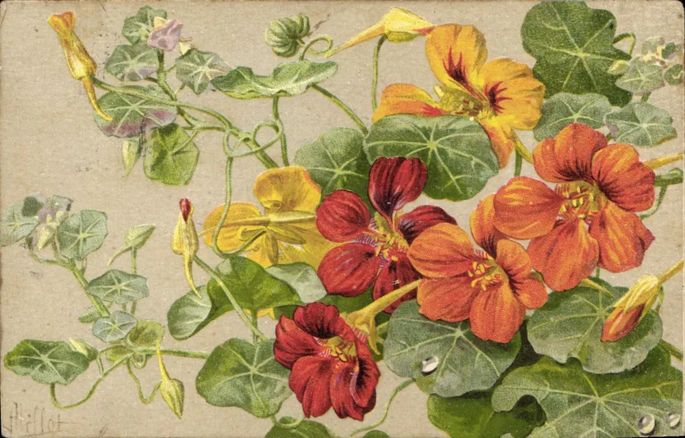 Nasturtiums — flores coloridas — Millat - Frente