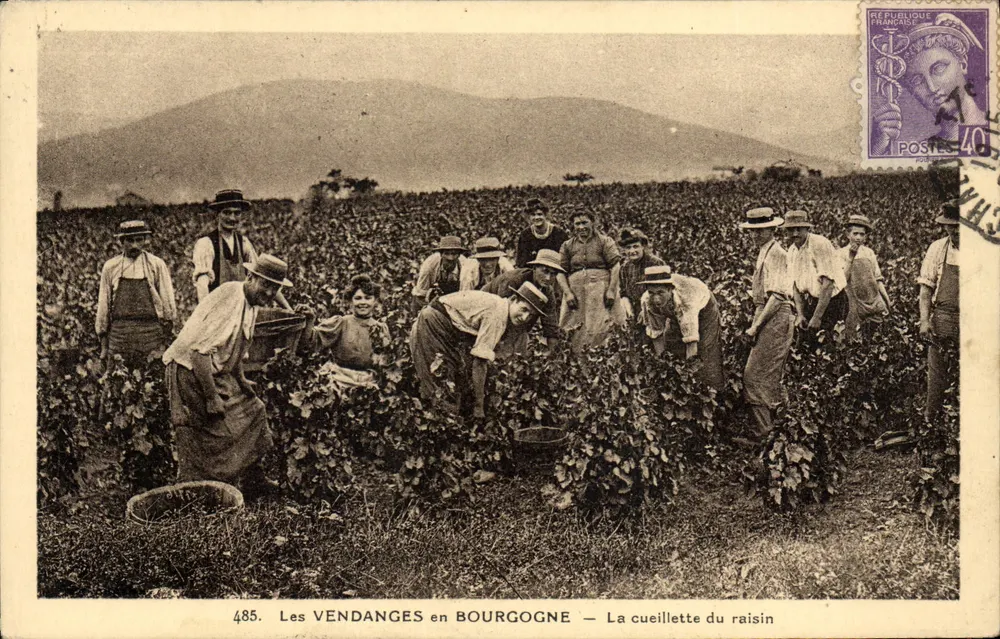 Die WEINERnte IN DER BOURGOGNE — Die Trauben-Ernte — n°485 - Vorderseite
