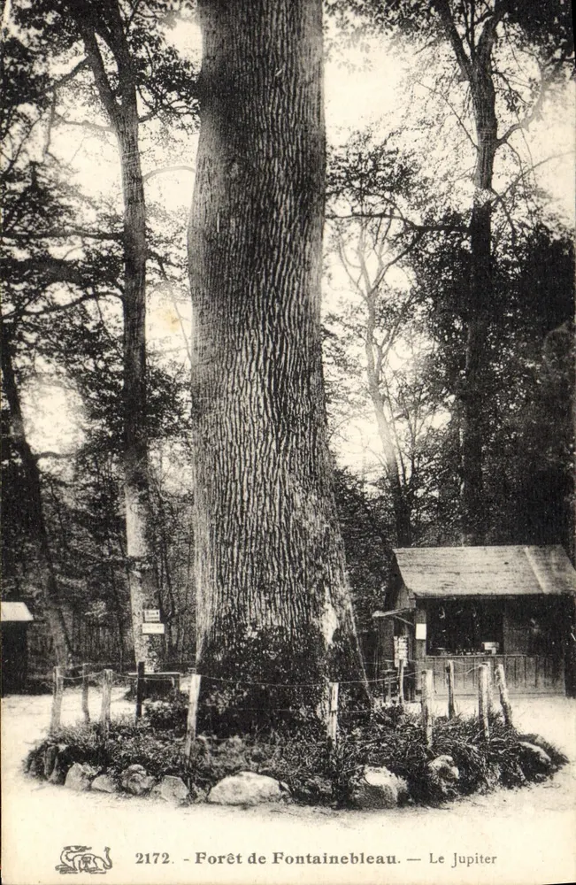 Floresta de Fontainebleau — O Júpiter — 2172 - Frente
