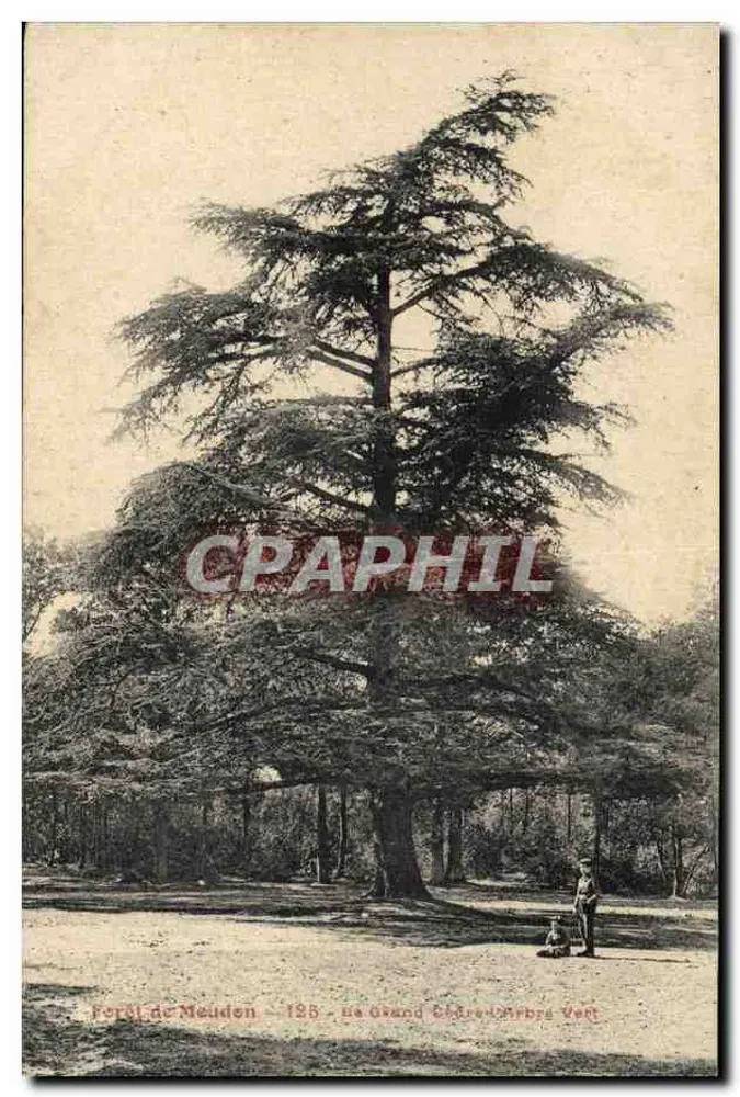 Bosque de Meudon — El Gran Roble El Árbol Verde — 125 - Anverso
