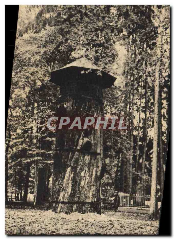 Großer Eichenbaum im Wald von Haguenau — Verlag J. Tierenthaler, Hagenau, n° 20359 - Vorderseite