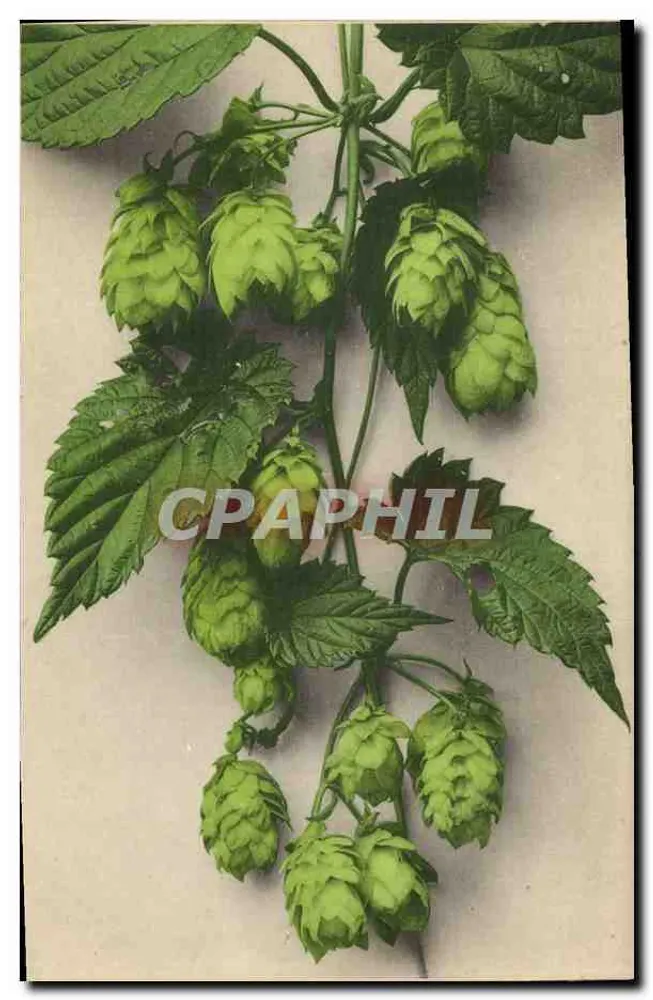 Humulus — hojas y conos — editor anónimo, número de serie no visible - Anverso