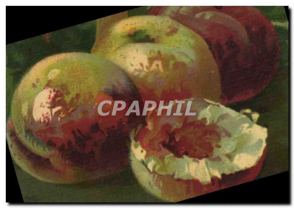 Frutas — natureza morta — T.A.M. 1004 - Frente
