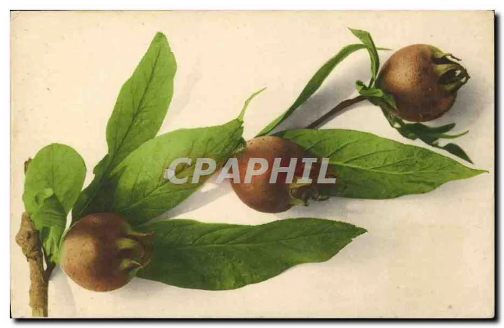 Frutas de prunus sobre galho — ilustração botânica — editor: Internationale Druck v. Marta Rommel & Co., Stuttgart - Frente