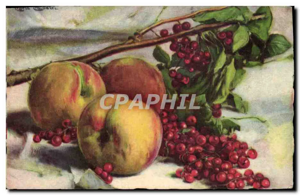 Still life con pesche e more — disegno di Louis Chotel — edito da Ballerini & Pratini, n°278 - Recto