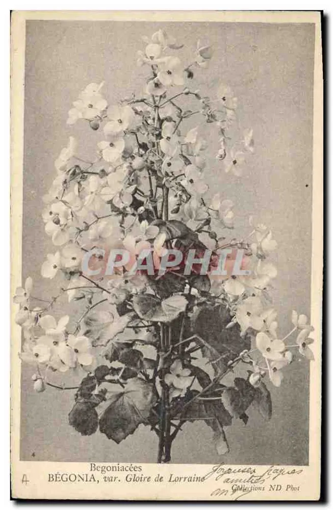 Begonia, var. Gloire de Lorraine — ND Phot Sammlung — n°4 - Vorderseite