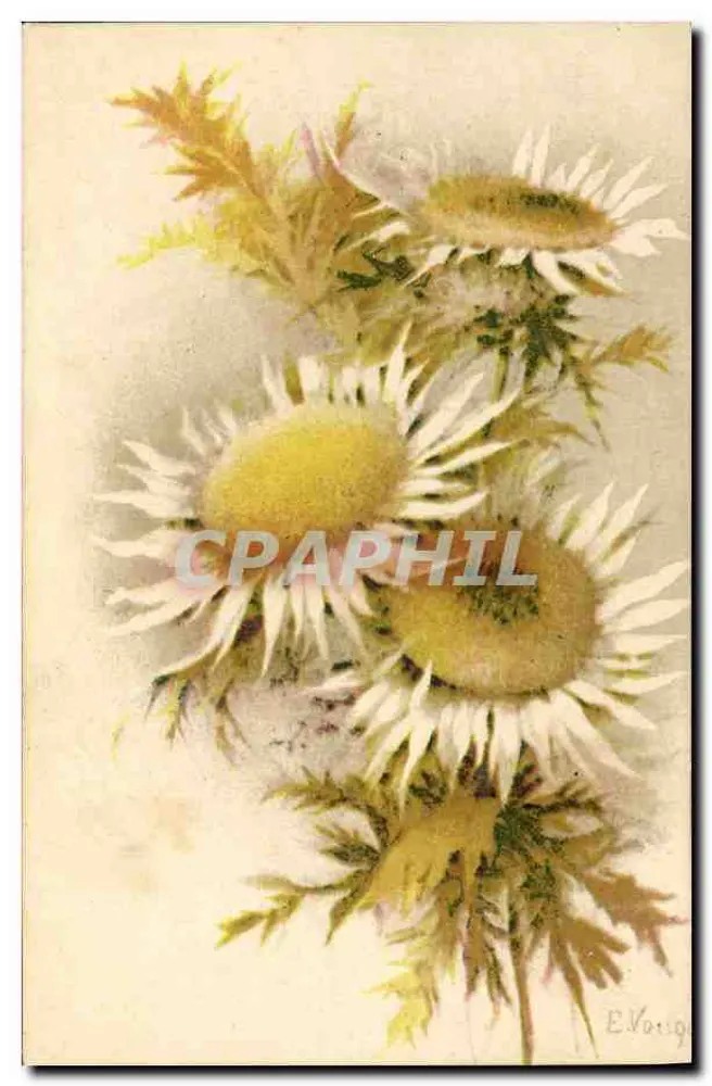 Flores de margaridas — ilustração — E. Voig, n°45 - Frente