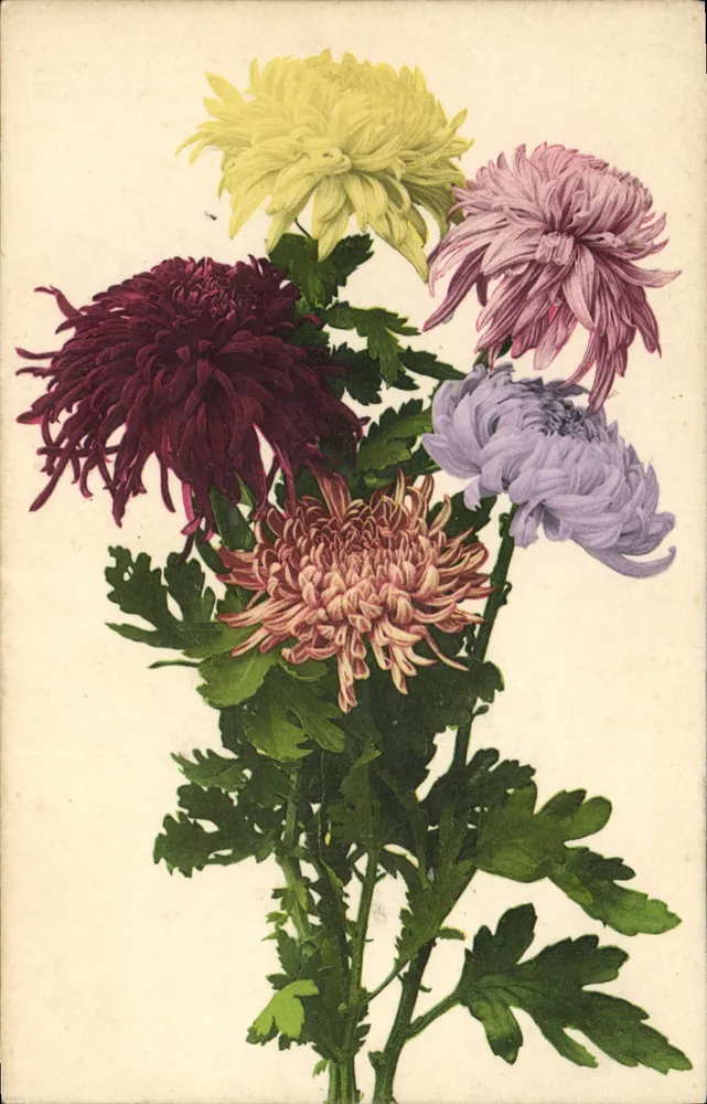 Bukiet multibarwnych chrysantemów — wydawnictwo firmy v. Marti Domin & Co. — n° II - Awers