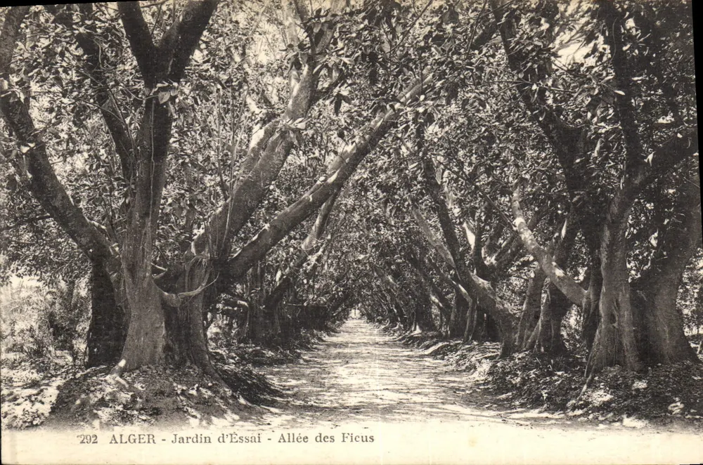 Algier - Experimentiergarten - Ficus-Allee - Vorderseite