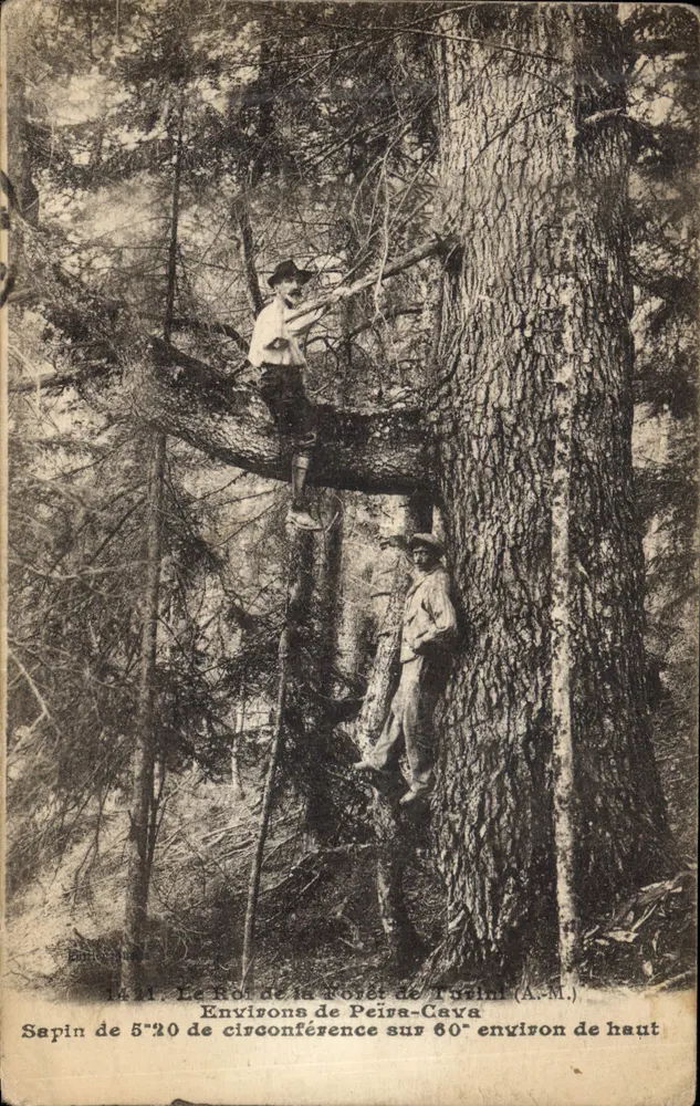 Fichte mit einem Umfang von 5'20 und etwa 60' hoch — Environs de Peïra-Cava (A.M.) — Fotostudio OLLETTA - Vorderseite