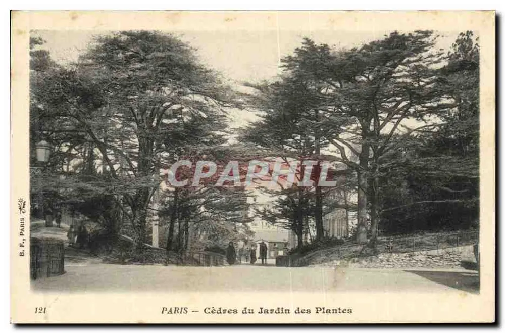 PARIS — Zedern des Jardin des Plantes — B. E. Paris, Nr. 121 - Vorderseite