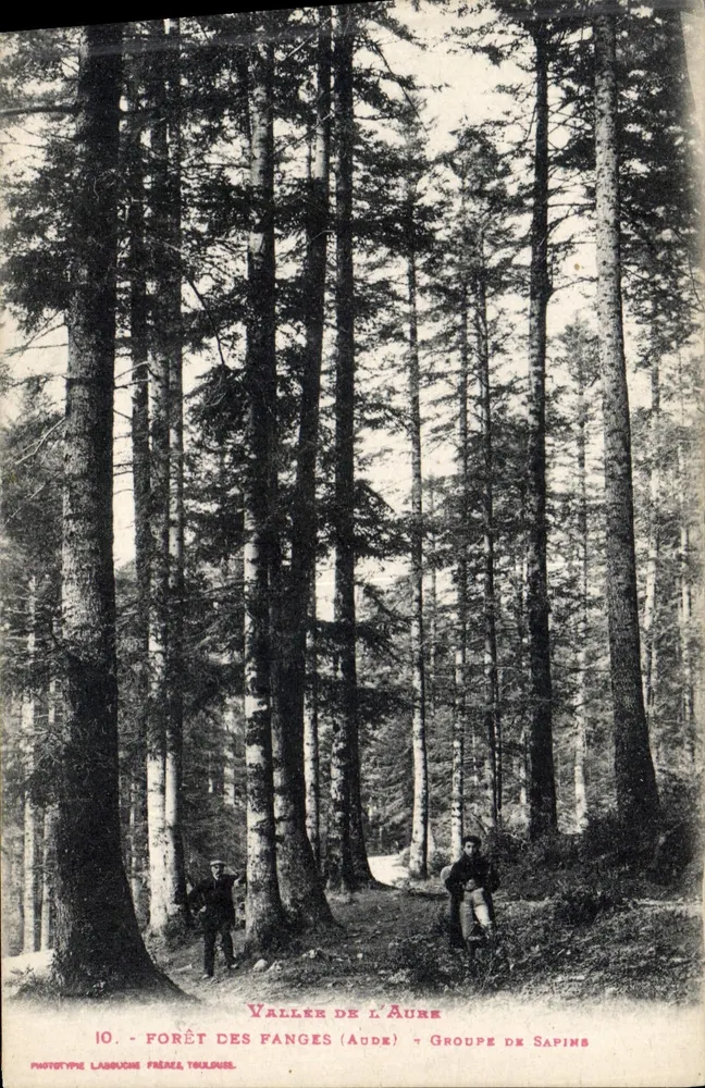 Tal der Aure — Wald der Fanges (Aude) — Gruppe von Fichten — Phototype Labouche Frères, Toulouse - Vorderseite