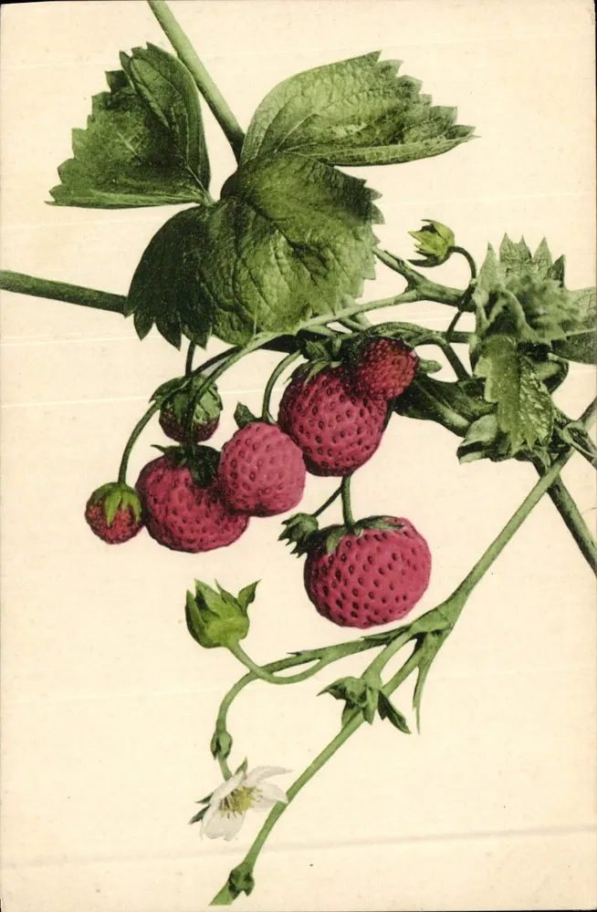 Erdbeeren — Botanische Illustration — Serie Natura a. 7 - Vorderseite
