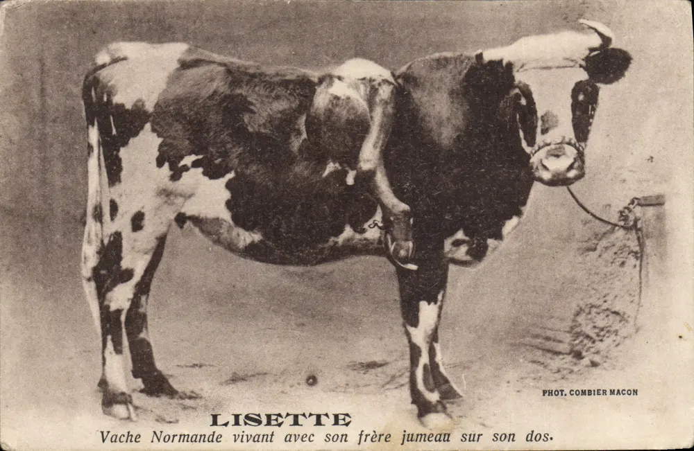 Normannische Kuh mit ihrem Zwilling auf dem Rücken — Lisette — Foto. Combier Macon - Vorderseite