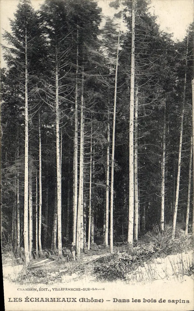 Les Écharmeaux (Rhône) — In den Tannenwäldern — Chambion, Verleger, Villefranche-sur-Saône - Vorderseite