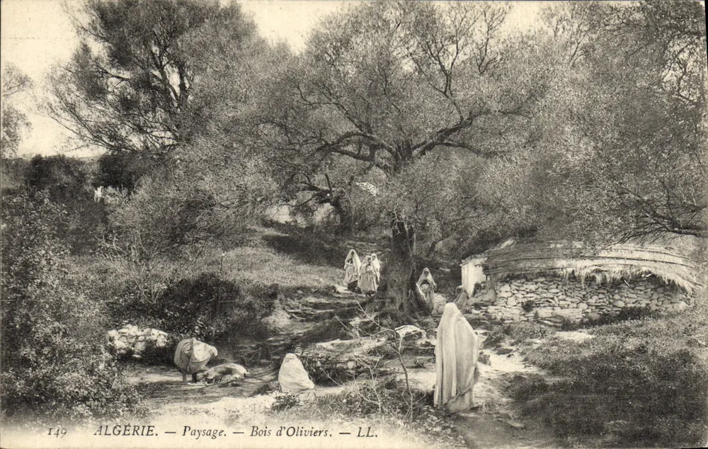Algerien — Landschaft — Olivenhain — LL. — n°149 - Vorderseite