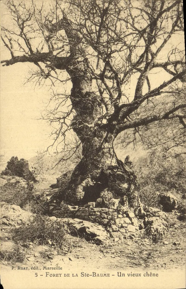 Wald von Ste-Baume — Ein alter Eichenbaum — P. Ruat, Verlag, Marseille, Nr. 5 - Vorderseite