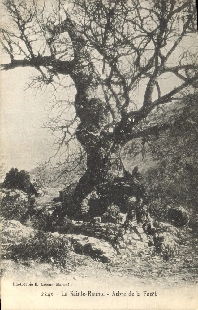 La Sainte-Baume — Albero della Foresta — Phototypie E. Lacour - Marseille, n° 2240 - Recto