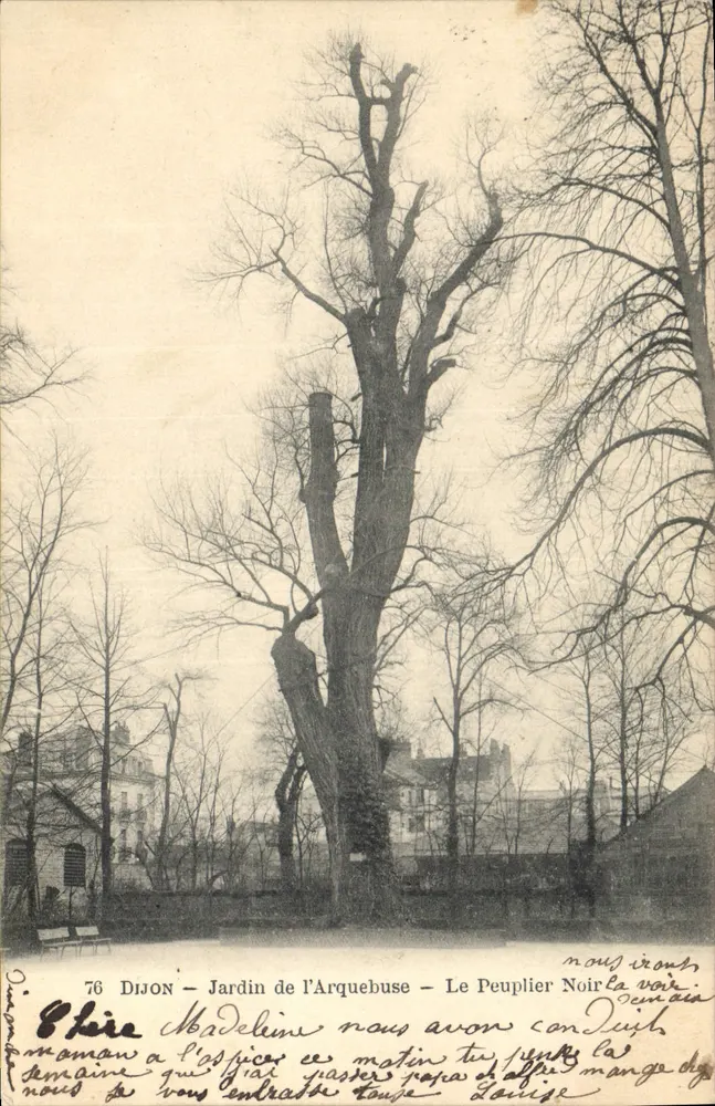 Dijon - Jardin de l'Arquebuse - Der Schwarze Poplar - Vorderseite