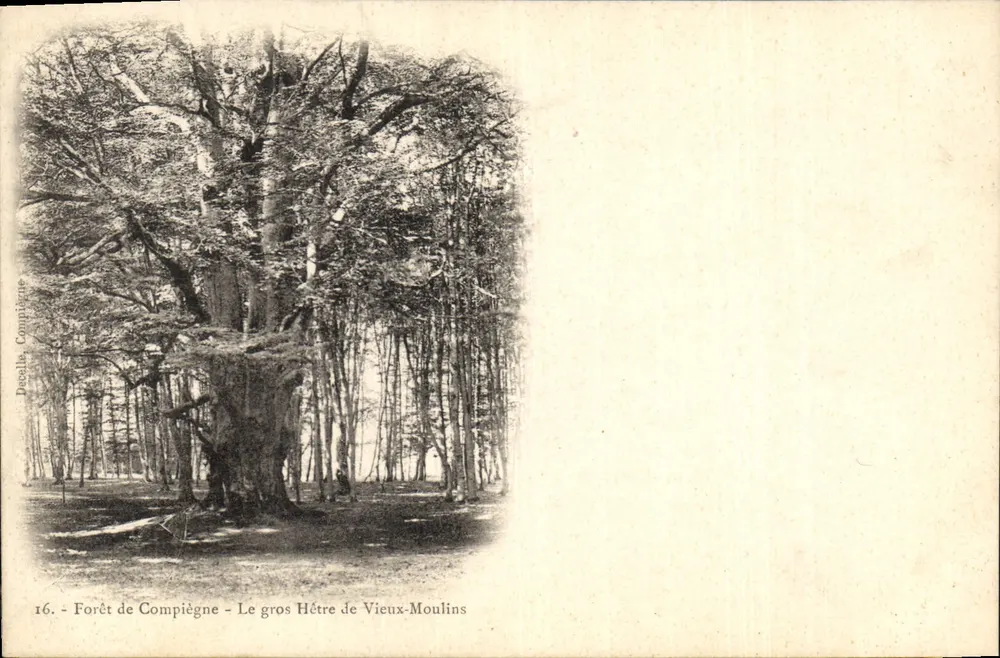 Wald von Compiègne - Der große Buchenbaum von Vieux-Moulins — Decella, Compiègne, n°16 - Vorderseite