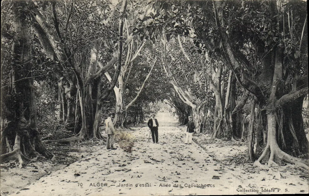 Algier - Versuchsgarten - Allee der Kautschukbäume — Ideal Collection P.S. - Vorderseite