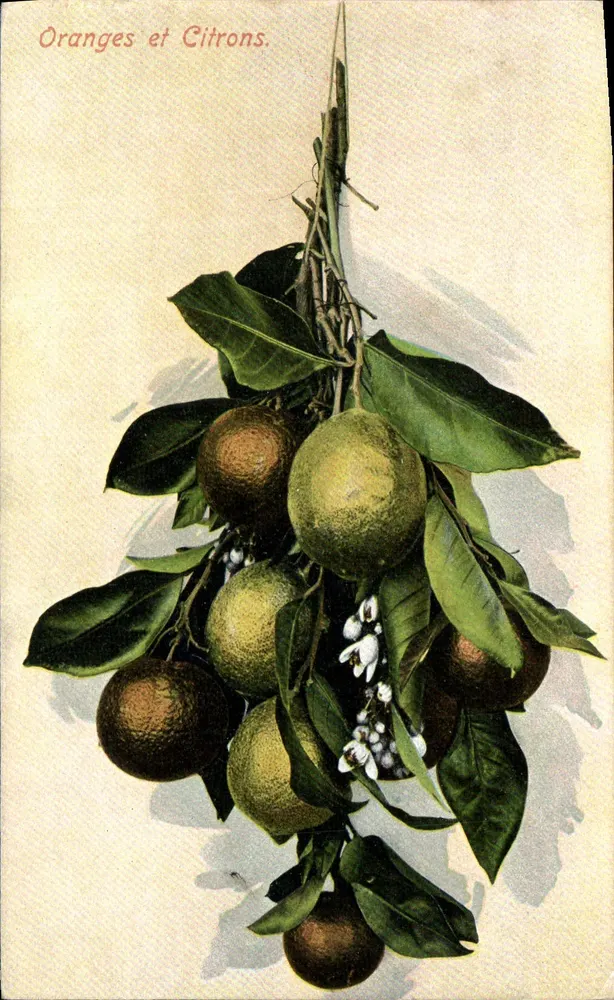 Orangen und Zitronen — Botanische Illustration — Kein Verlag oder Nummer sichtbar - Vorderseite