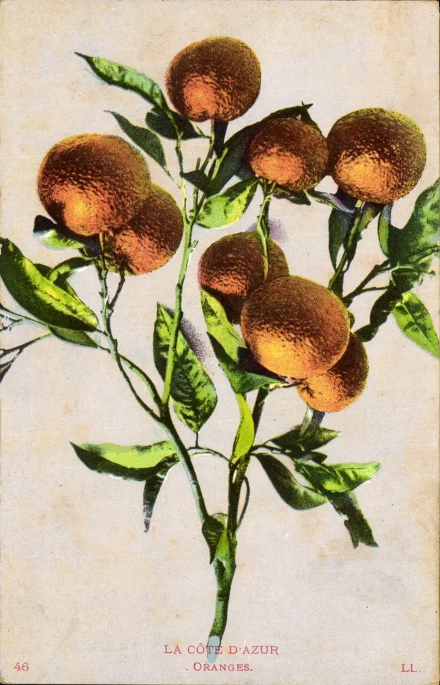 La Côte d'Azur — Oranges — LL. n° 46 - Recto