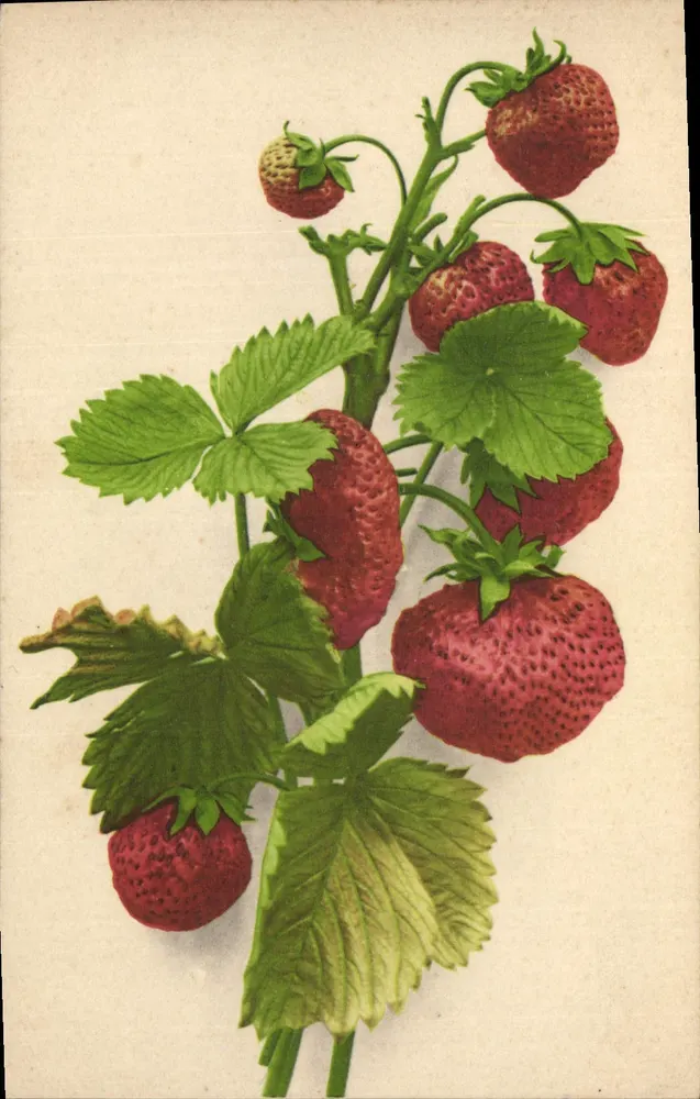 Heidelbeeren — botanische Illustration — Provenienhochset v. Martin Romme & Co., Halle (Saale), n° 113 - Vorderseite