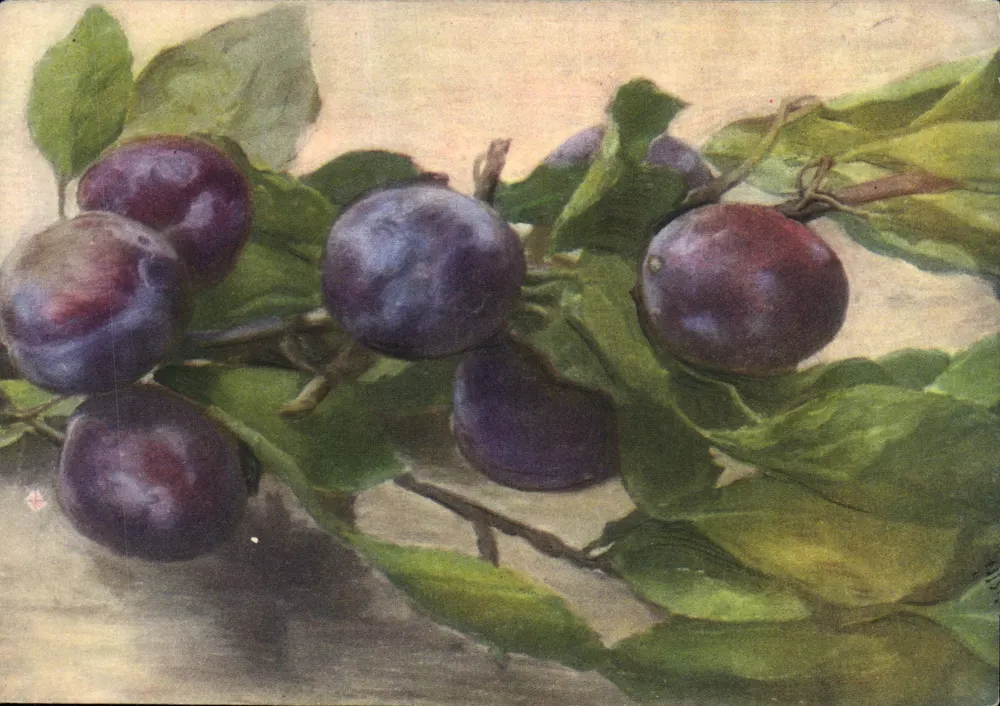 Prunus domestica — Zweige mit Früchten — Casa Editrice Ballerini & Fratini, Firenze - Vorderseite